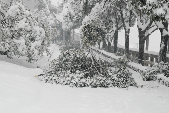 雪景 大雪 冰雪 白雪 鹅毛大