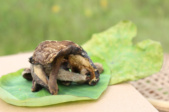 野生黑牛肝菌 干货