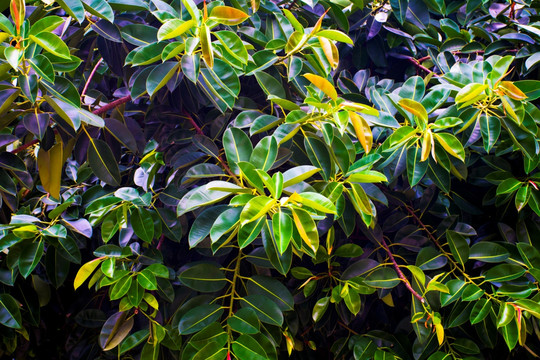 植物背景墙 大叶榕