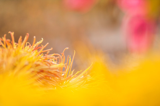 菊花特写