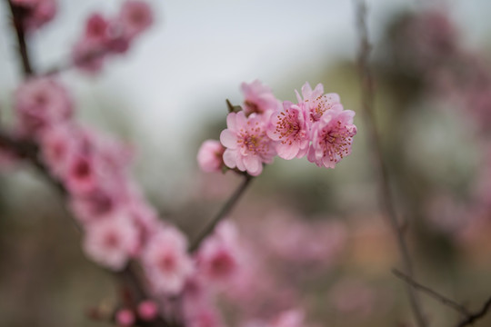 梅花