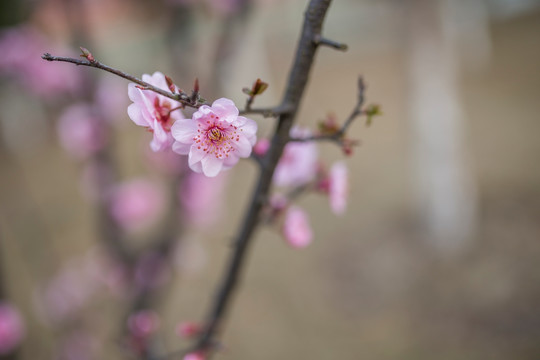 梅花