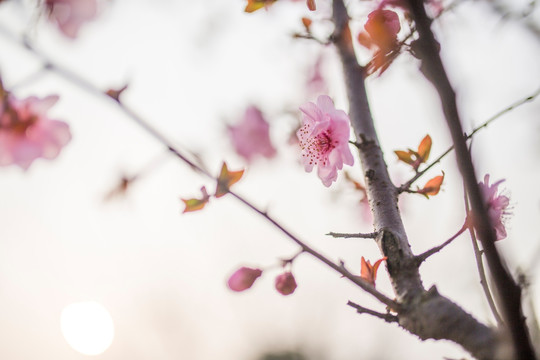 红梅花开