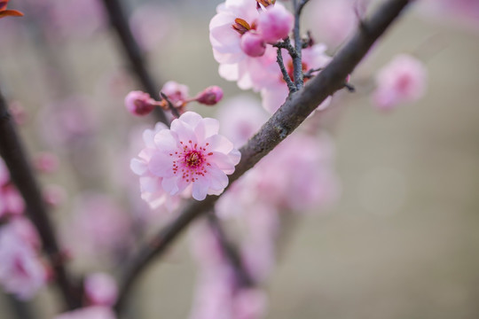 梅花