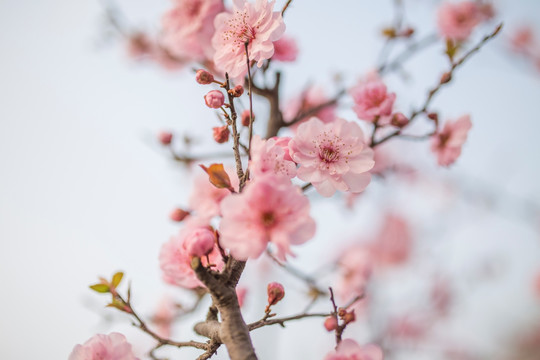 红梅花开