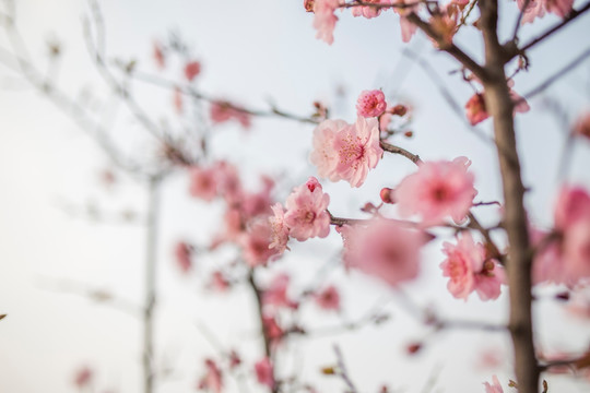 蓝天下盛开的梅花