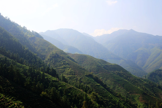 徽州高山茶园梯田