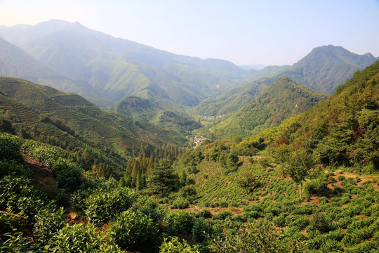 东黄山山谷茶园森林