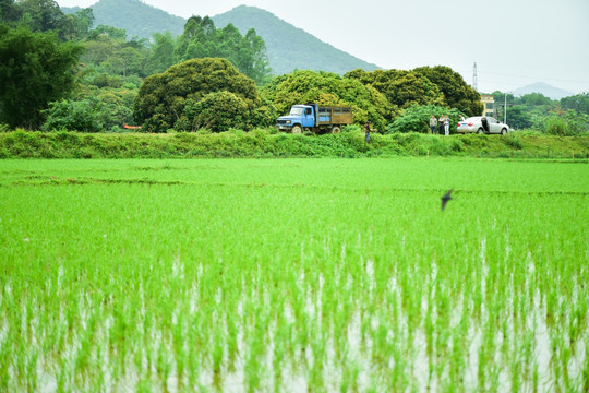 嫩绿水稻田