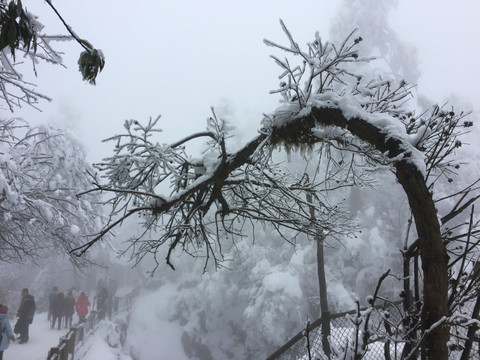 峨眉山雪树