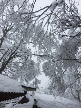 峨眉山雪树