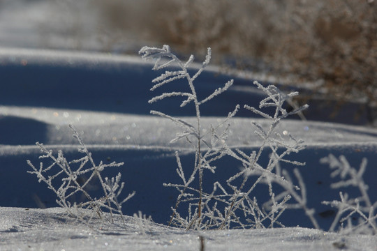 北国风光 冰天雪地 玉树琼枝