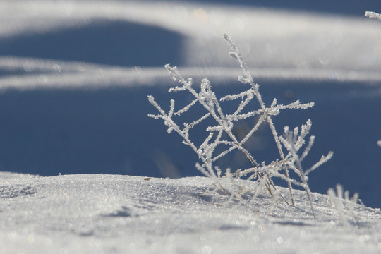 北国风光 冰天雪地 玉树琼枝