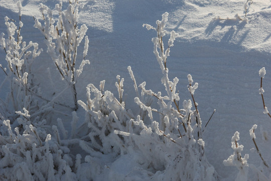 北國(guó)風(fēng)光 冰天雪地 玉樹(shù)瓊枝