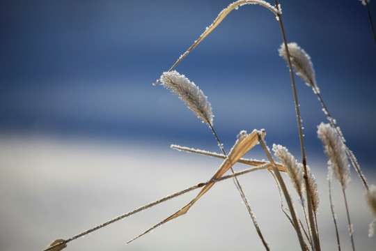 北国风光 冰天雪地 玉树琼枝