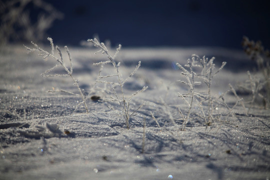 北国风光 冰天雪地 玉树琼枝