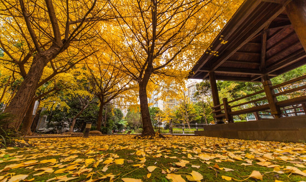 银杏叶满地