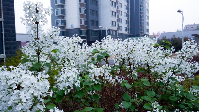 小区种植丁香花