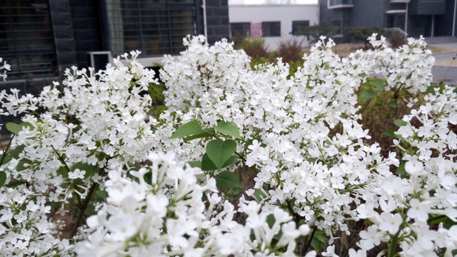 白色丁香花