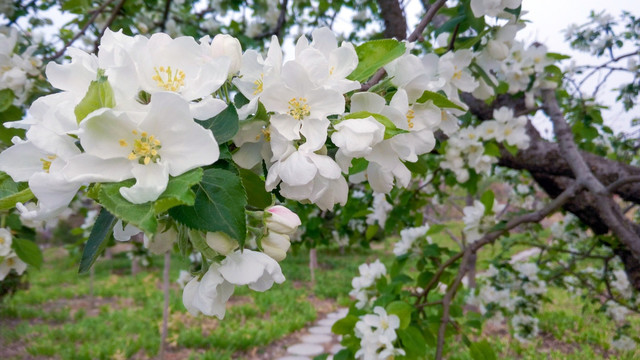 沙果  苹果花