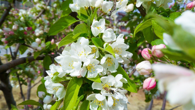 海棠花开