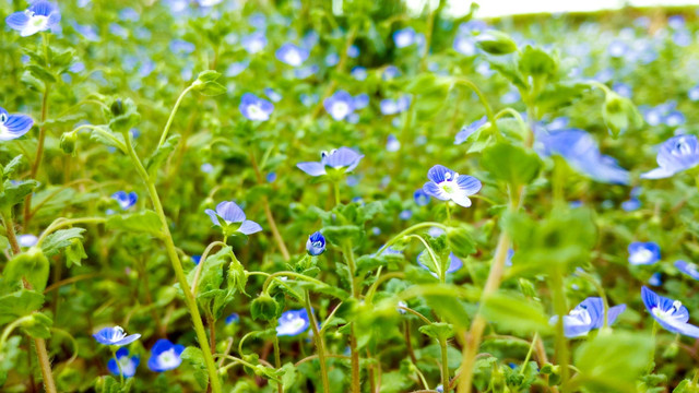 野花 紫色小花