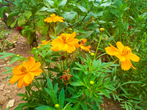 孔雀草  花草