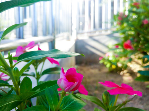 庭院花卉  花草