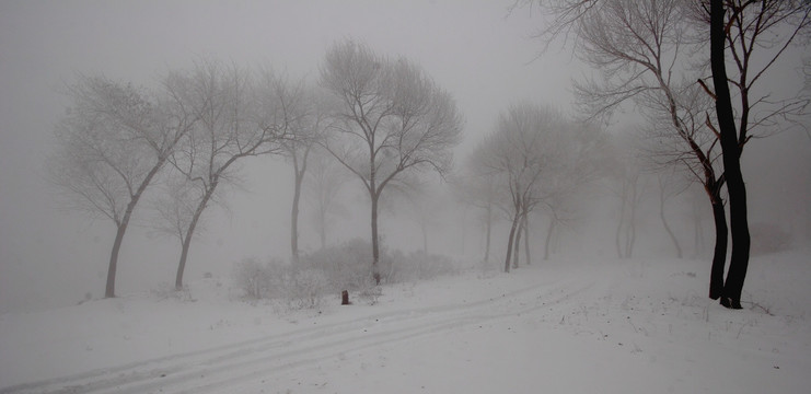 寒林迷雾