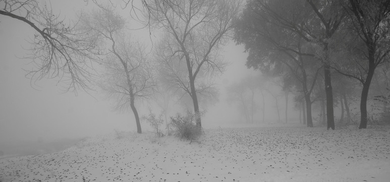 寒林迷雾
