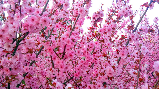 樱花观赏  赏花节