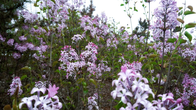 丁香花种植  园林苗木