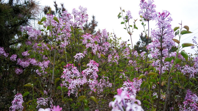 丁香花基地  花卉基地