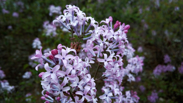 丁香花