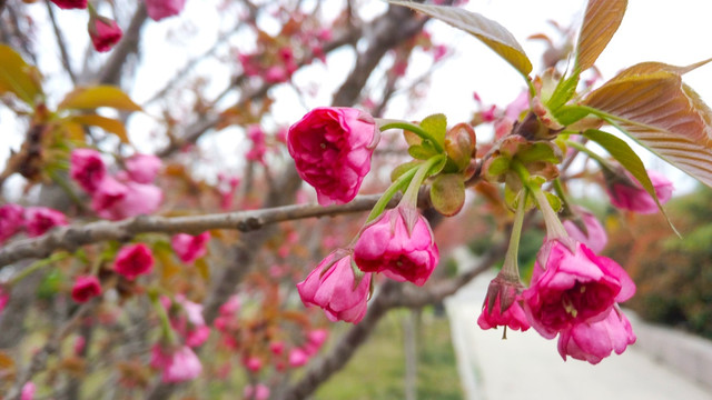 樱花