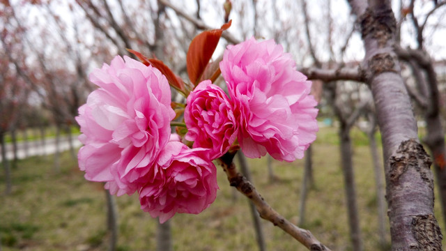 樱花