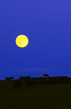 月亮和马群