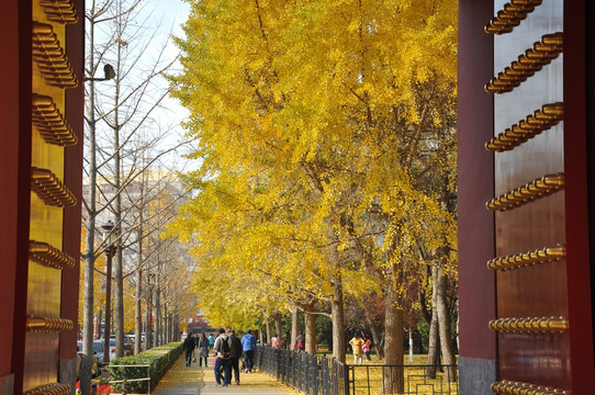 北京地坛公园的秋天