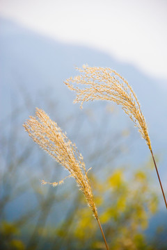 芒草