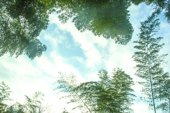 竹林天空