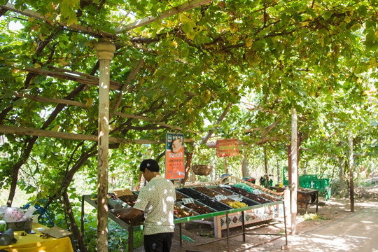 吐鲁番葡萄沟