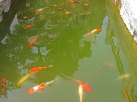 水池中游动的金鱼