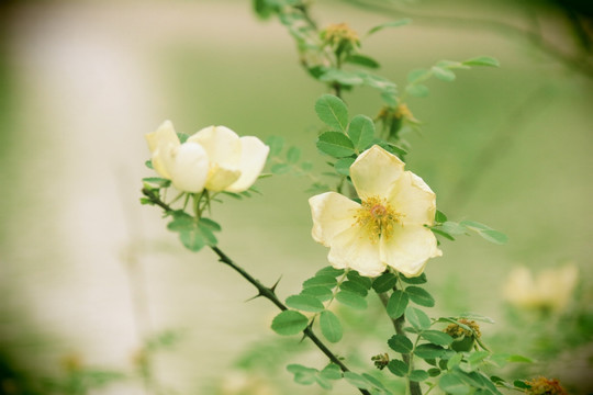 花植物色调背景