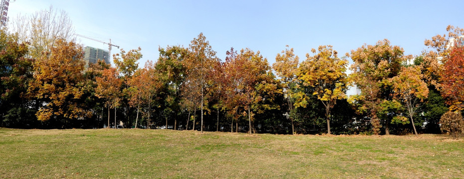 秋季树木 秋天秋景