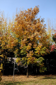 秋季树木 秋天秋景