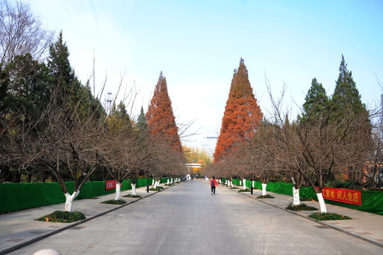 中科大樱花大道 秋景 秋色