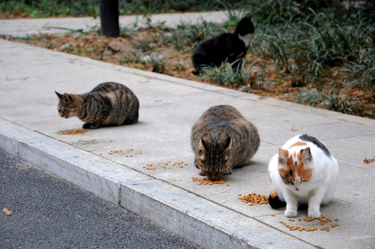 流浪猫 喂养