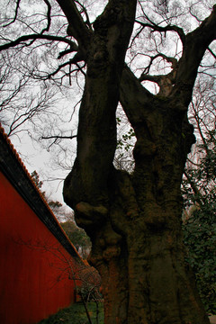 南京 明孝陵 老树干 红围墙