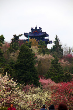 南京 钟山风景区 满山桃花开