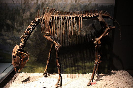 南京博物院 恐龙化石